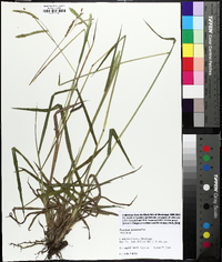 Paspalum dilatatum image