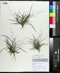 Eragrostis frankii image