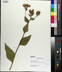 Parthenium integrifolium image