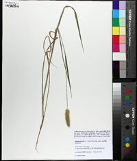 Setaria pumila image