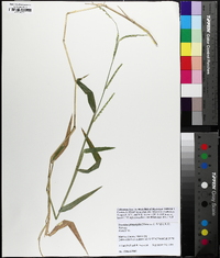 Urochloa platyphylla image