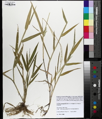 Urochloa platyphylla image