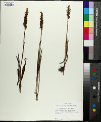 Spiranthes cernua image