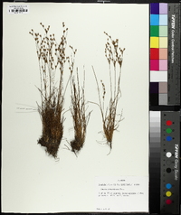 Juncus georgianus image