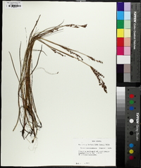 Juncus brevicaudatus image