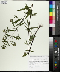 Lysimachia lewisii image