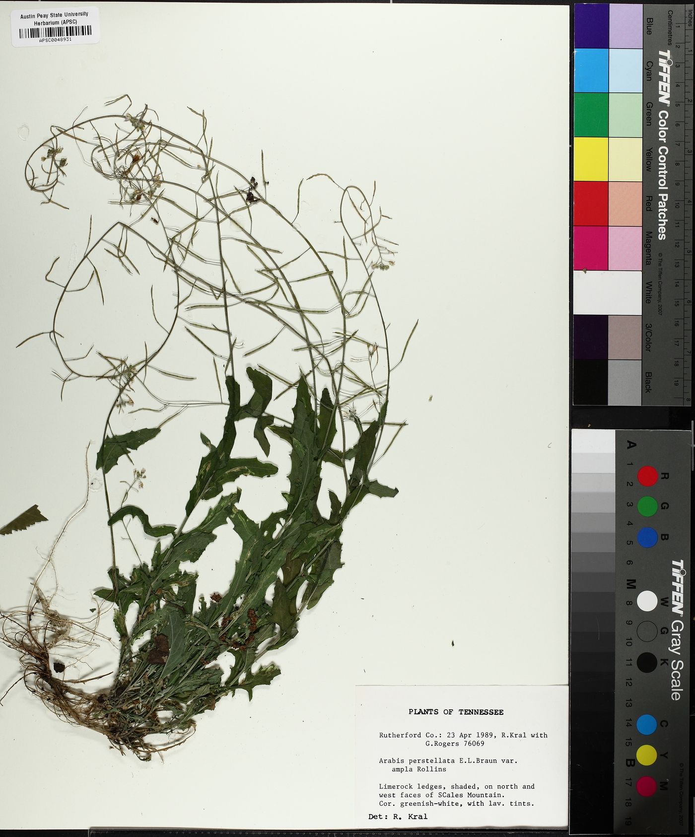 Borodinia perstellata image