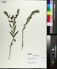 Lithospermum canescens image