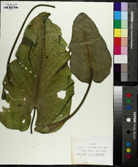Nuphar advena subsp. ulvacea image