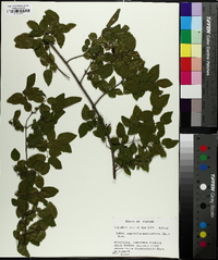 Sageretia minutiflora image