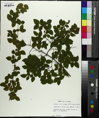 Sageretia minutiflora image