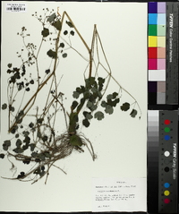 Thalictrum dioicum image