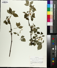 Staphylea trifolia image