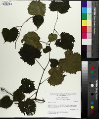 Vitis riparia image