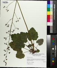 Heuchera americana image