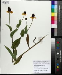 Rudbeckia amplexicaulis image