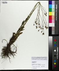 Crepis pulchra image