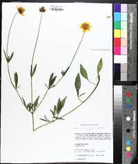 Coreopsis pubescens image