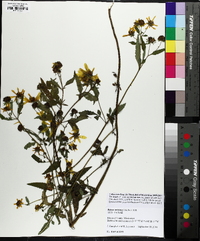 Bidens aristosa image