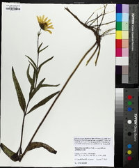 Helianthus pauciflorus image