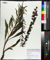 Liatris aspera image