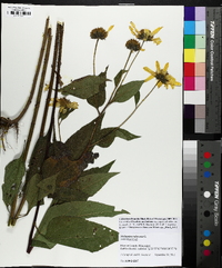 Helianthus tuberosus image