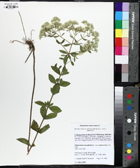 Eupatorium semiserratum image