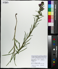 Liatris squarrosa image