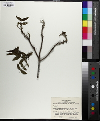 Juglans microcarpa image