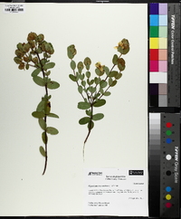 Hypericum crux-andreae image