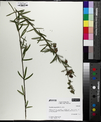 Lespedeza angustifolia image