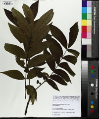 Carya illinoinensis image