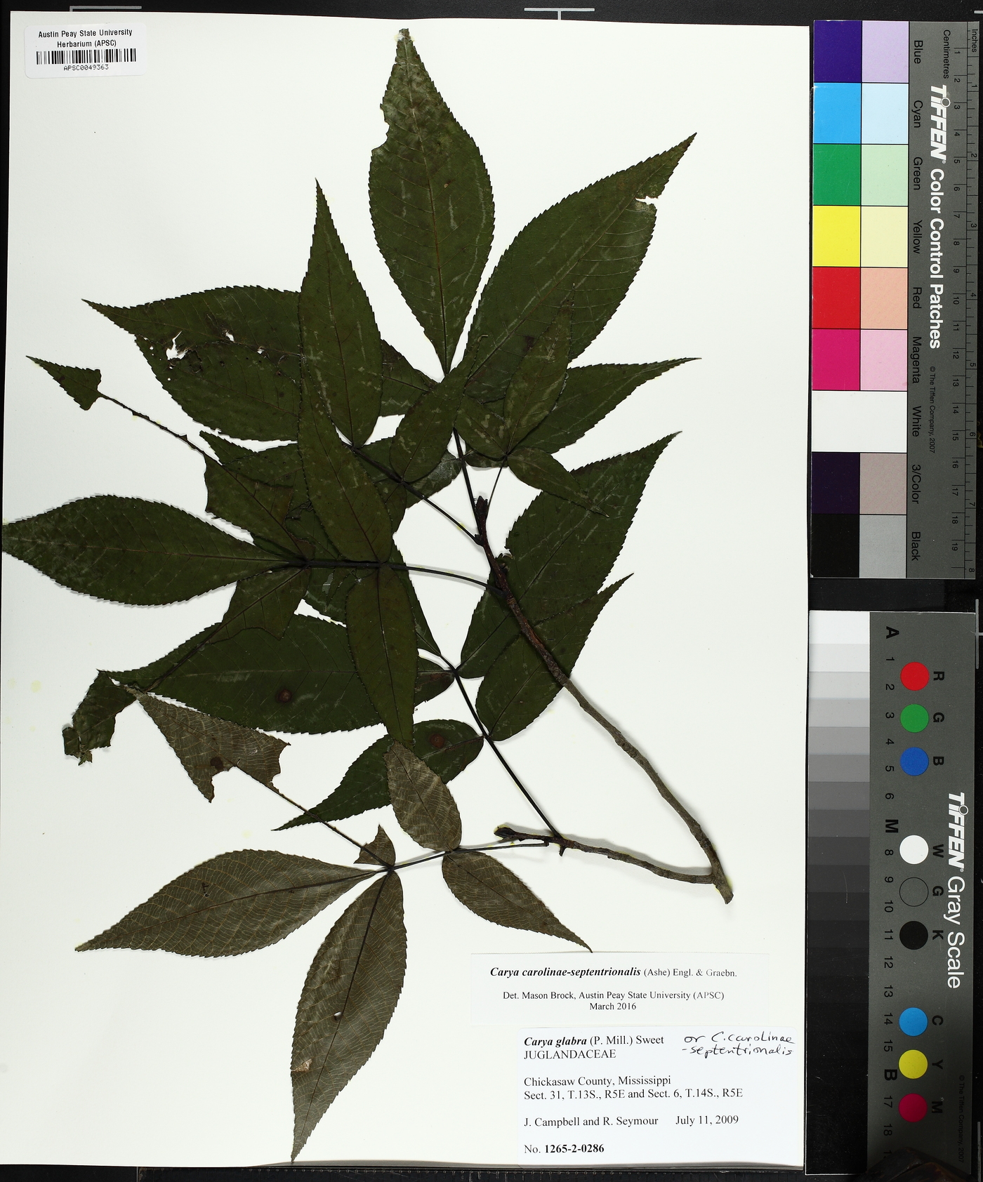 Carya carolinae-septentrionalis image