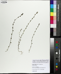 Triodanis perfoliata var. biflora image