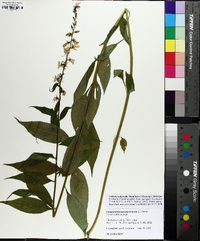 Campanulastrum americanum image