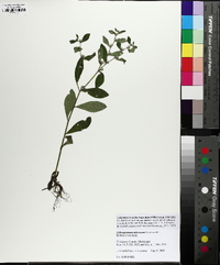 Lithospermum tuberosum image