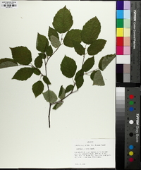 Corylus cornuta image