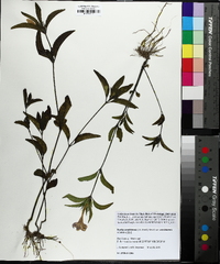 Ruellia caroliniensis image