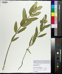 Asclepias viridiflora image