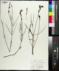 Justicia crassifolia image