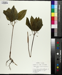 Croomia pauciflora image