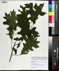 Quercus texana image