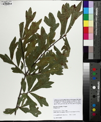 Quercus x capesii image