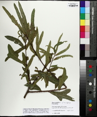 Quercus x capesii image