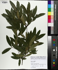 Quercus phellos image