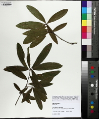 Quercus phellos image