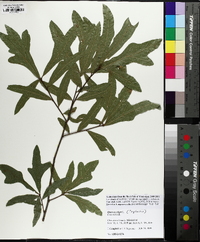 Quercus x capesii image