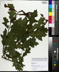 Quercus lyrata image