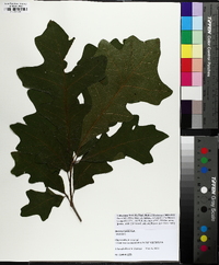 Quercus lyrata image