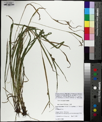 Carex corrugata image